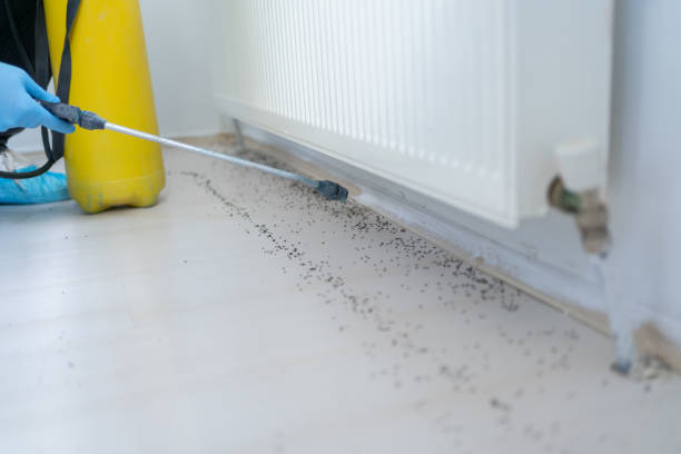 Trusted Covington, TN Pest Control Experts